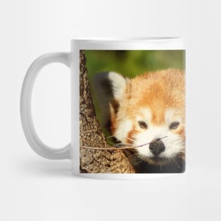 Red Panda fox Mug